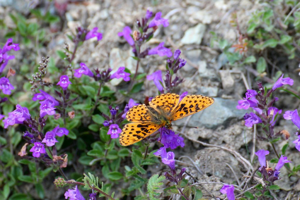 Boloria selene? No, Boloria euphrosyne - Nymphalidae